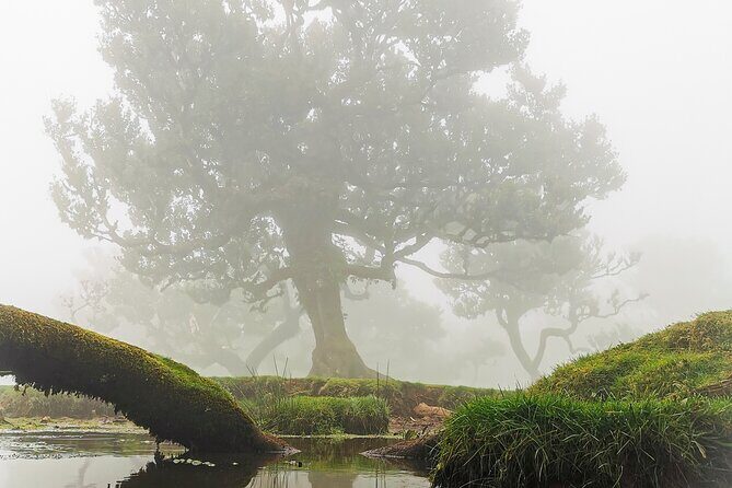4x4 Jeep Tour to the West & Northwest of Madeira - Serra de Água and Poncha: a local moment that’s easy to enjoy