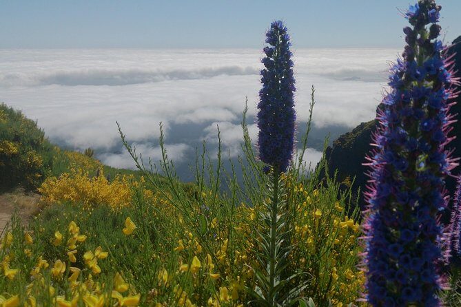 Achadas Teixeira- Pico Ruivo -& Pico pedras/Queimadas forest walk - Getting to the peak: what to expect on the uphill