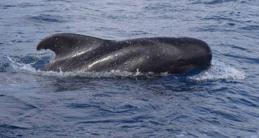 All Inclusive Whale and Dolphin Watching Luxury Tour - First Impressions: why this Madeira boat feels like a treat