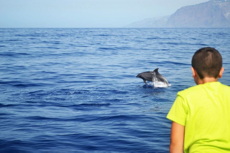 All Inclusive Whale and Dolphin Watching Luxury Tour - Who this tour is best for (and who should skip it)