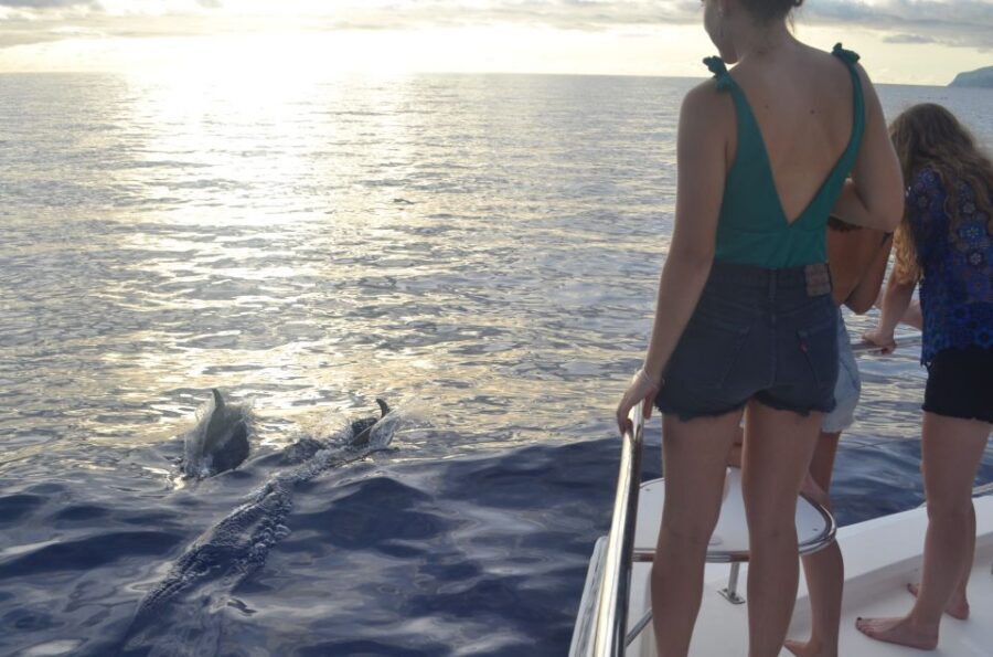 All Inclusive Whale and Dolphin Watching Luxury Tour - Cabo Girão: the 586m cliff swimming break you’ll remember