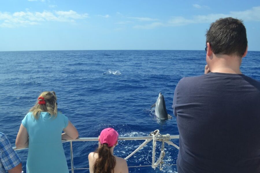 All Inclusive Whale and Dolphin Watching Luxury Tour - Wildlife odds: you’re paying for the effort, not a guaranteed whale
