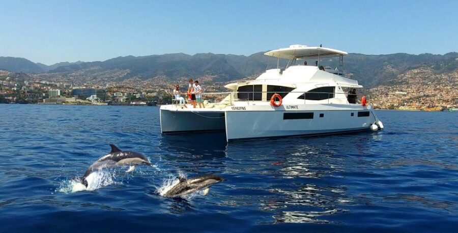 All Inclusive Whale and Dolphin Watching Luxury Tour - Meeting in Funchal: finding VipDolphins without drama