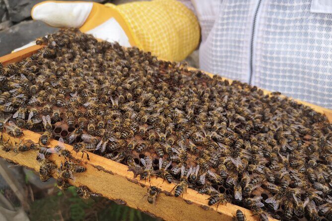 Amazing experience with Bees, honey and Pollen in Madeira Island - Why This 4-Hour Private Tour Works (And When It Won’t)
