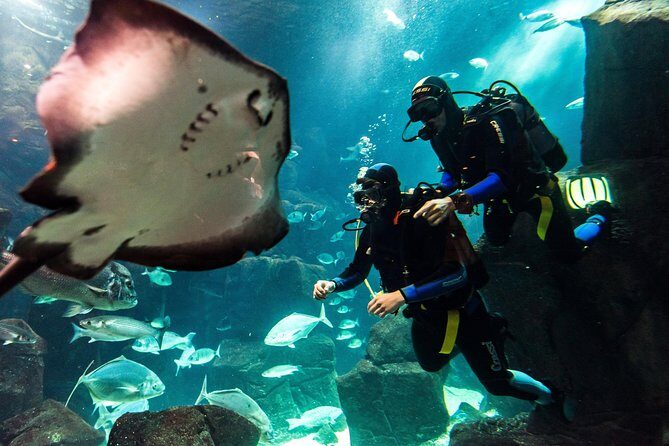 Diving in the Madeira Aquarium - Scuba at Madeira Aquarium: why the setup feels safe and fun