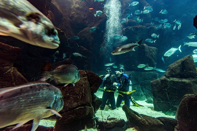 Diving in the Madeira Aquarium - Where you meet at Porto Moniz and how the day typically flows
