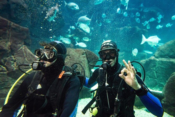 Diving in the Madeira Aquarium - Guide style and safety: what the small-group format changes