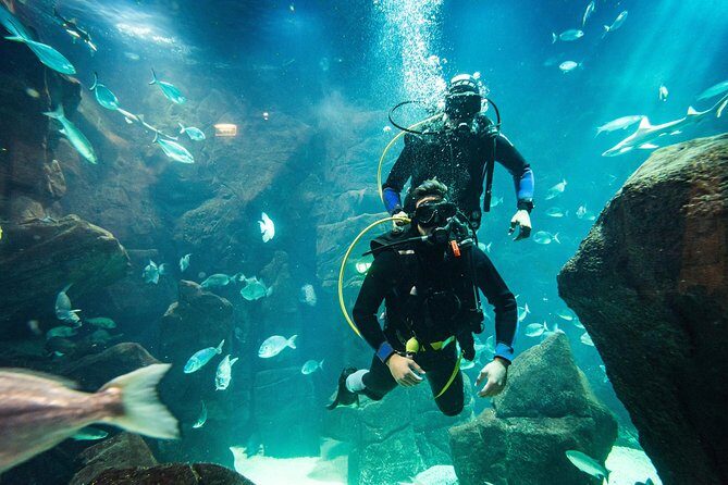 Diving in the Madeira Aquarium - Should you book?