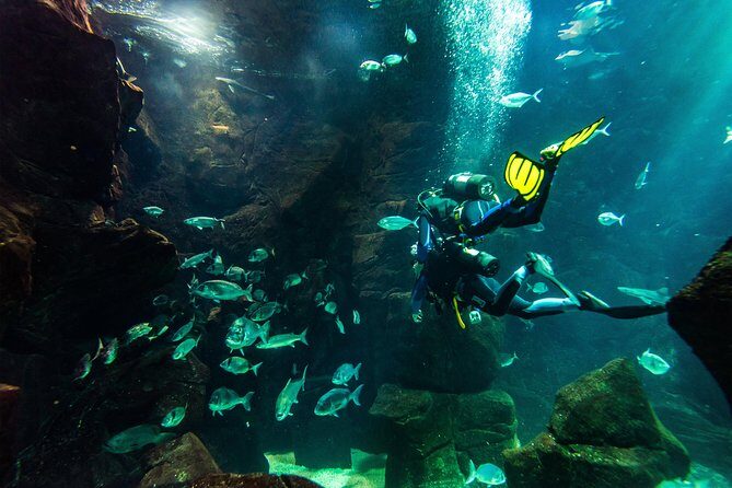 Diving in the Madeira Aquarium - Getting ready: training, equipment, and learning local marine life