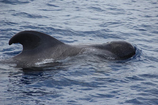 Dolphin and Whale Watching Catamaran Cruise from Funchal - Species Talk and Ocean Facts: What the Crew Adds Onboard