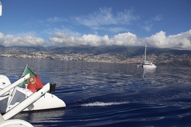 Dolphin and Whale Watching Catamaran Cruise from Funchal - The Cabo Girão Swim Stop: When It Happens and How to Decide