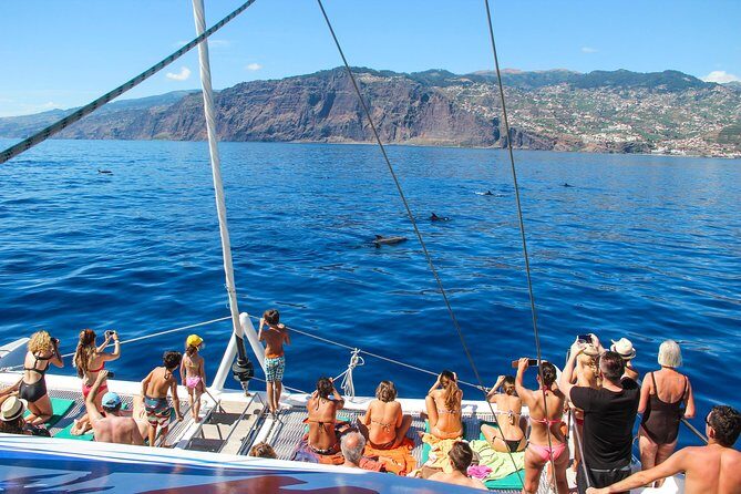 Dolphin and Whale Watching Catamaran Cruise from Funchal - The Boat Ride Reality: Comfort, Crowd Level, and What to Bring