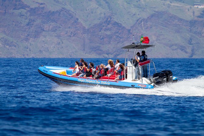Dolphin - Whale - Turtle - Bird Watching - Why this sea safari works so well in Funchal