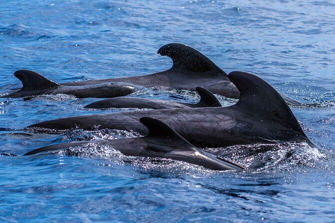 Dolphin - Whale - Turtle - Bird Watching - Spotting turtles and birds: what to expect and how to think about it