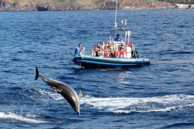 Dolphin - Whale - Turtle - Bird Watching - Camara de Lobos from the Atlantic: Churchill’s view, but with salt air