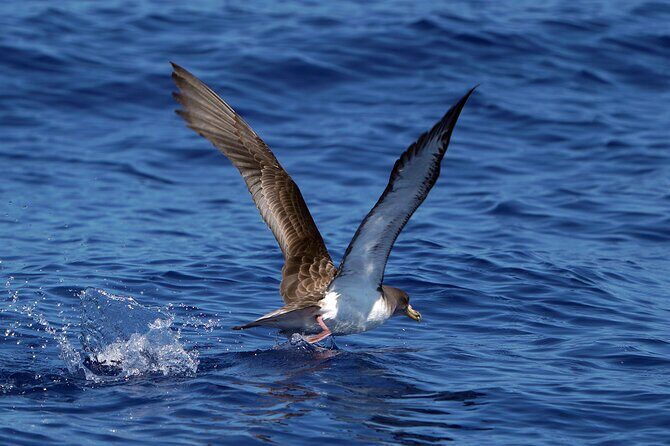 Dolphin - Whale - Turtle - Bird Watching - Guides onboard: what the live commentary is like