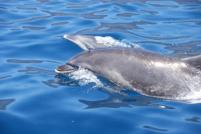 Dolphin - Whale - Turtle - Bird Watching - Wildlife ethics: close views without the pushy vibe