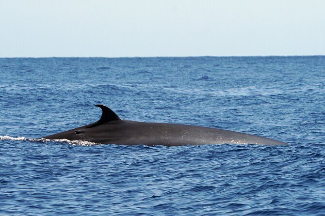 Dolphin - Whale - Turtle - Bird Watching - The real value question: is $60.49 worth it?