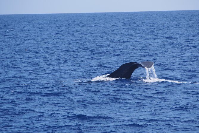 Dolphin - Whale - Turtle - Bird Watching - The boat setup: 18 people, 500 HP, and fewer “boat trip” headaches