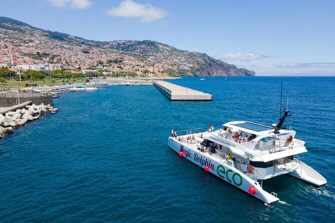 Eco-Friendly Catamaran Dolphin and Whale Watching - Timing, Group Size, and Weather Reality