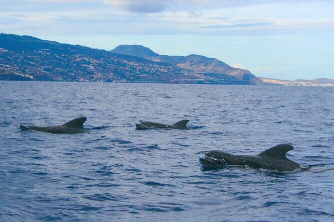 Eco-Friendly Catamaran Dolphin and Whale Watching - Value for $42.34: What You’re Paying For