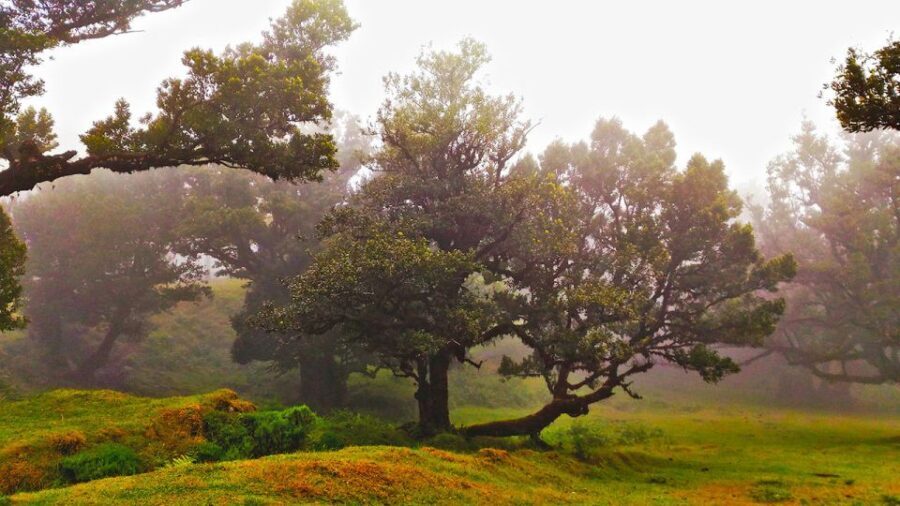 Fanal / Assobiadores - Levada Walk - Who Should Book This Walk (And Who Might Want a Different One)