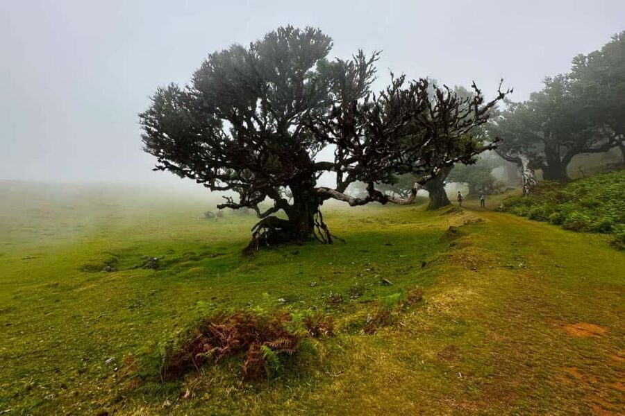 Fanal / Assobiadores - Levada Walk - UNESCO Laurissilva: What You’re Really Walking Through