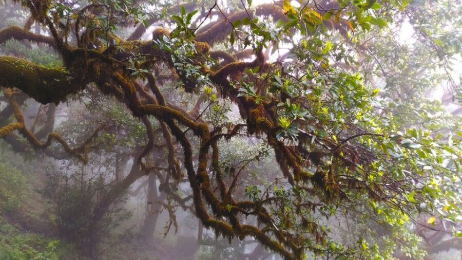 Fanal / Assobiadores - Levada Walk - The Guide Makes the Difference (And Names Matter)