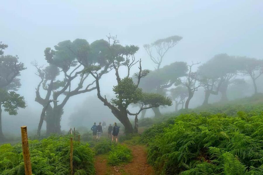 Fanal / Assobiadores - Levada Walk - Food Rules and Day Planning: Bring Your Own Lunch