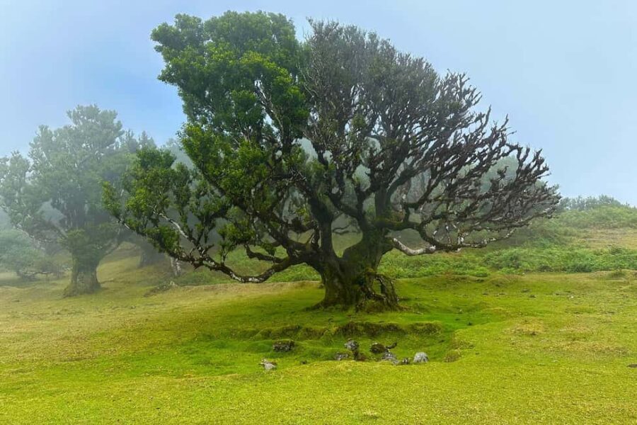 Fanal / Assobiadores - Levada Walk - What the Walking Feels Like: Pace, Terrain, and the Mist Factor