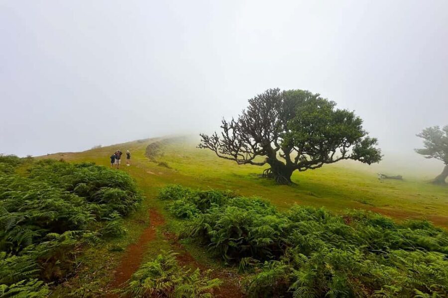 Fanal / Assobiadores - Levada Walk - Ribeira da Janela Valley Views: Where the Trail Opens Up