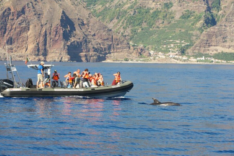 From Calheta: Madeira Whale and Dolphin Watching Boat Tour - Meeting at Calheta Marina: Easy start, clear location