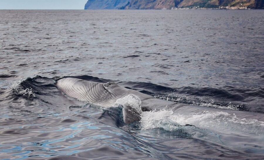 From Calheta: Madeira Whale and Dolphin Watching Boat Tour - Quiet Speedboat Watching: Why the boat choice matters