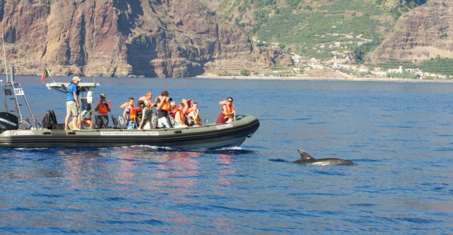 From Calheta: Madeira Whale and Dolphin Watching Boat Tour - Wildlife you might spot off Madeira: Whales, dolphins, and bonus sightings