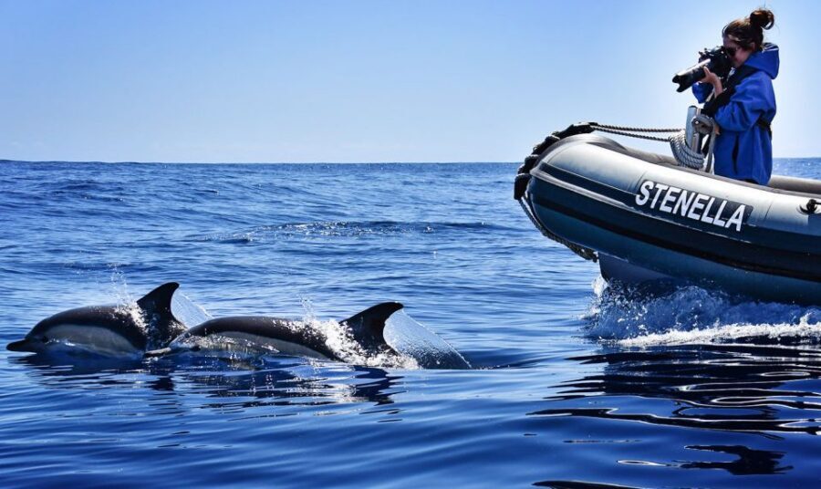 From Calheta: Madeira Whale and Dolphin Watching Boat Tour - Who this trip fits best—and who should weigh alternatives