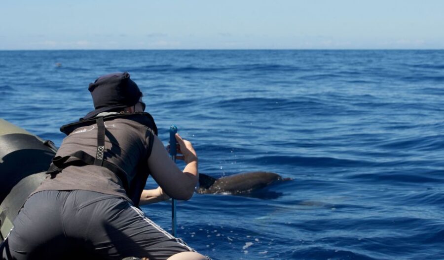 From Calheta: Madeira Whale and Dolphin Watching Boat Tour - The 2-hour on-water rhythm: Search, spot, respect, return