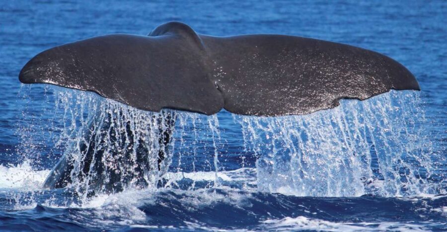 From Calheta: Whale and Dolphin Watching RIB Boat Tour - Quick take: what makes H2oMadeira’s RIB trip click