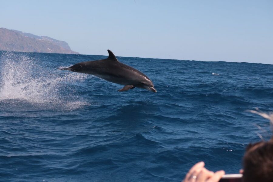 From Calheta: Whale and Dolphin Watching RIB Boat Tour - Should you book this Calheta whale and dolphin RIB tour?