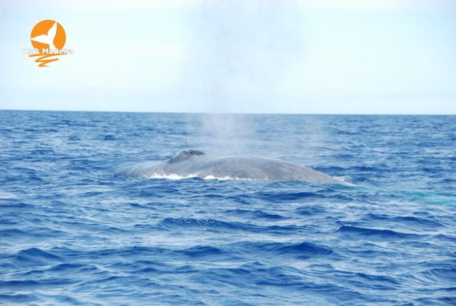 From Calheta: Whale and Dolphin Watching RIB Boat Tour - The 2-hour run: what the schedule feels like on Madeira’s Atlantic