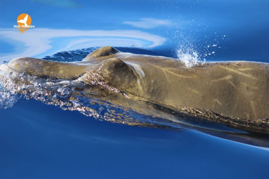 From Calheta: Whale and Dolphin Watching RIB Boat Tour - Madeira views from sea level: the scenery you shouldn’t skip