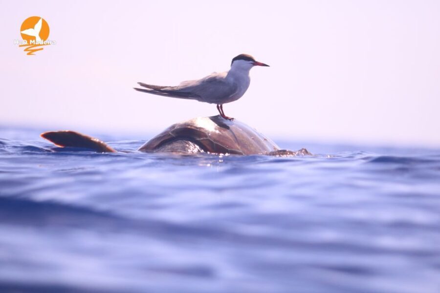 From Calheta: Whale and Dolphin Watching RIB Boat Tour - Comfort, safety, and who should pass on this tour