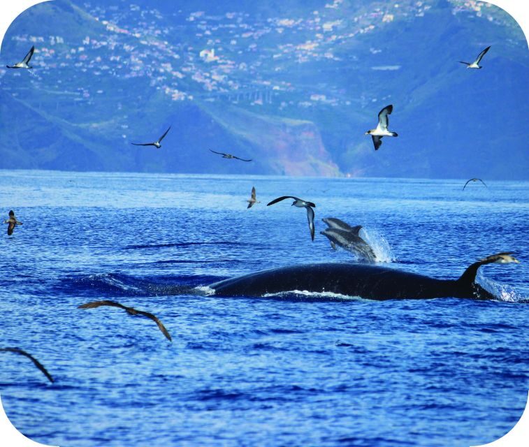 From Calheta: Whale and Dolphin Watching RIB Boat Tour - Price and value: is $70 for 2 hours fair?