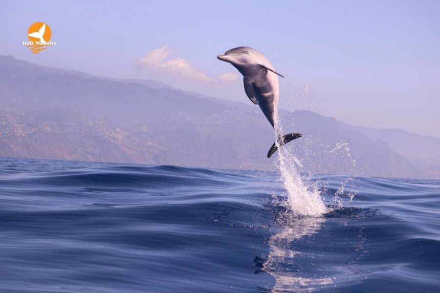 From Calheta: Whale and Dolphin Watching RIB Boat Tour - Tips to improve your odds (and make the ride better)