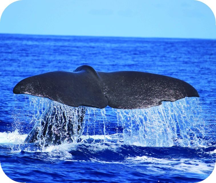From Calheta: Whale and Dolphin Watching RIB Boat Tour - The RIB boat and spotter plan: how you get close to whales and dolphins