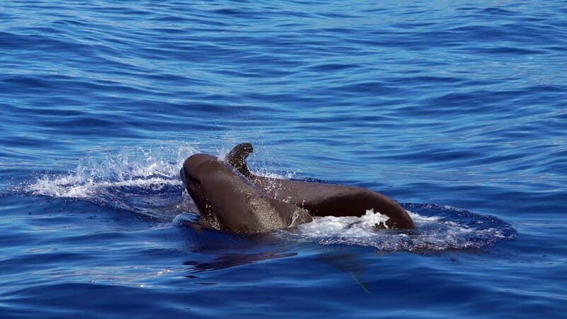 From Funchal: Ecological Catamaran Dolphin Whale Watching - Key Things You’ll Notice on This Madeira Wildlife Cruise