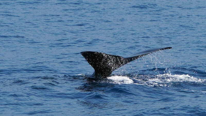 From Funchal: Ecological Catamaran Dolphin Whale Watching - Price and Value: Why $40 Can Feel Worth It Here