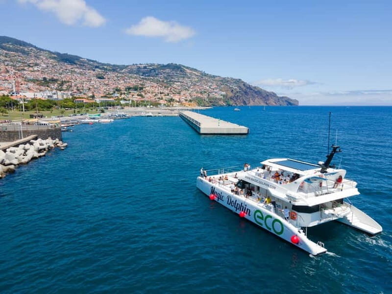 From Funchal: Ecological Catamaran Dolphin Whale Watching - Why the Hybrid-Electric Engines Change the Experience