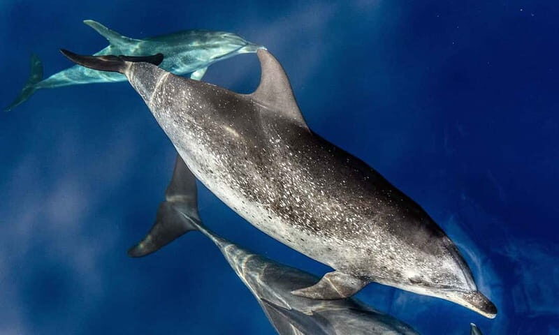 From Funchal: Ecological Catamaran Dolphin Whale Watching - Getting Set Up in Funchal Marina (And Picking Your Spot)