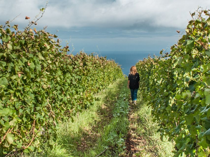 From Funchal: Full-Day Madeira Wine Tour with Lunch - Key Highlights That Make This Tour Worth It