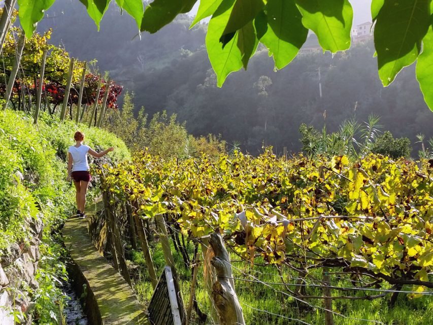 From Funchal: Full-Day Madeira Wine Tour with Lunch - Blandy’s Wine Lodges: Fortified Wines in Funchal’s Old-World Cellars